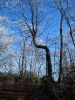 1676,_Middle_Spring_Ridge_Trail,_12-17-2011.jpg