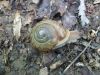 1770,_snail,_Hogback_Ridge,_6-10.jpg