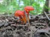 2484,_small_orange_mushrooms,_8-10.jpg