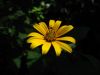 2489rszd__wild_sunflower___July_2017.jpg