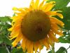 2635,_sunflower,_tree_st_,_8-10.jpg