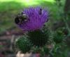 2798rszd_Bumble_Bee_on_Thistle.jpg