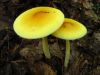 2909,_yellow_mushrooms,_Whistling_Gap,_8-2010.jpg