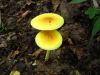 2916,_yellow_mushrooms2,_Whistling_Gap,_8-10.jpg