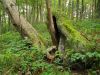 3266rszd_Rat_s_Birthday_Hike_2013.jpg