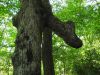3416,_dinosaur-head_tree_limb_on_Fork_Ridge_Trail__9-4-10.jpg