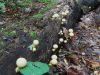 3579,_puffball__shrooms_on_old_log,_RBH_day2,_9-10.jpg
