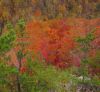 Filename=4519,_View_from_Sphinx_Rock,_Sill_Branch_Overlook,_10-31-2013.jpg
Filesize=349KiB
Dimensions=977x900
Date added=Nov 24, 2013 4519,_View_from_Sphinx_Rock,_Sill_Branch_Overlook,_10-31-2013.jpg