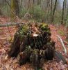 7354,_stump_with_trees_growing,_Rich_Mnt,_3-5-11.jpg