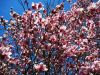 789--tulip_magnolia_4-10.jpg