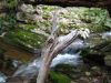 8595,_dinosaur_branch,_Cascades,_Little_Jennings_Creek,_4-16-2011.jpg