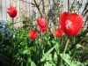 929,_tulip_garden,_4-10.jpg