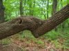 9369,_tree_limb,_Amicalola_State_Park,_Ga,_5-2011.jpg