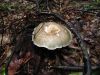9860,_deer_mushroom,_near_Devils_Creek_Gap,_7-11.jpg