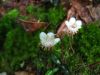 9868,_partridgeberry_blossom,_near_Devils_Creek_Gap,_7-11.jpg