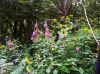 Flowers_on_Unaka--obedient_plant_and_sunflowers.jpg