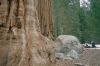 Sequoia1.jpg