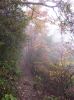 Trail_near_Martin_s_Creek,_10-09.jpg