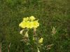 Yellow_Meadow_Flower_on_Roan_8-09.jpg