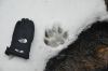 cfgw,_bear_tracks_in_snow,_Laurel_Fork_Gorge,_1-2011.jpg