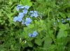 forget-me-nots,_close_up,_july_2009.jpg