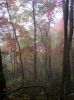 leaf_color_near_CMG,_10-09.jpg