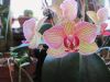 orchid_3-2010.jpg