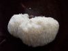 white_fungus_on_log_with_nuts,12-09.jpg