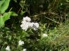 white_wildflowers_in_meadow_near_Big_Bald,_July_2009.jpg